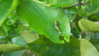 Swallowtail Caterpillar on green leaf