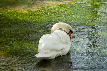 Sticker - close up of a mute swan cygnus olor in the river