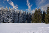 Fototapeta Natura - Winterlandschaft verschneiter Wald