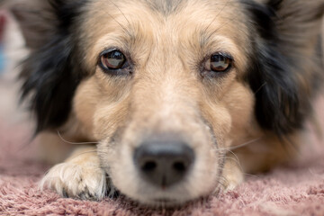 Wall Mural - Gray shaggy dog at home, closeup portrait