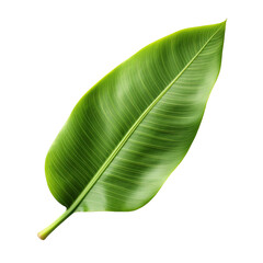 Wall Mural - Banana leaf isolated on transparent background
