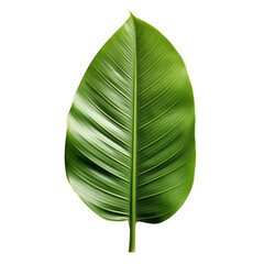 Wall Mural - Banana palm leaf isolated on transparent background
