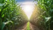 Green corn farm background and sunlight