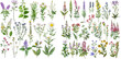 Collection of beautiful wild herbs, herbaceous flowering plants, blooming flowers