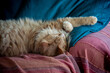 Photographie d'un chat sibérien roux à poils longs dormant dans un fauteuil.