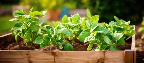 Wall Mural - A wooden box filled with potato plants growing in it, showcasing a unique combination of plant, wood, and ingredient in a creative art display event