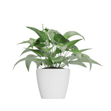 Potted Plants Isolated On White Background