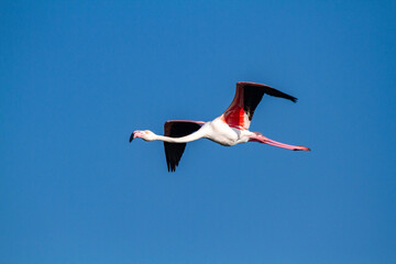 Wall Mural - flamingo bird that lives on the beaches and marshes of europe po delta regional park