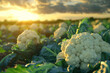Cauliflower field at sunset close up, selective focus. Growing cauliflower in the field

