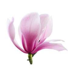 Wall Mural - Single Magnolia Flower