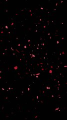 Wall Mural - rose flower petals falling particle  animation with transparent background 