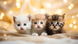 A cute kittens peeking out. Promotional banner for animal shelter, pet shop or vet clinic.