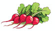 Radish vegetable food isolated cartoon vector illustration
