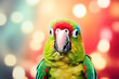 Colorful parrot peeking out on blurred background with copy space. Banner for World parrot day or summer banner.