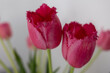 Rote wilde Tulpen