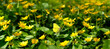 spring nature background with blooming yellow flowers of marigold (caltha palustris) and yellow butterfly. Beautiful dreamy image of nature. Common Brimstone Butterfly (Gonepteryx rhamni)