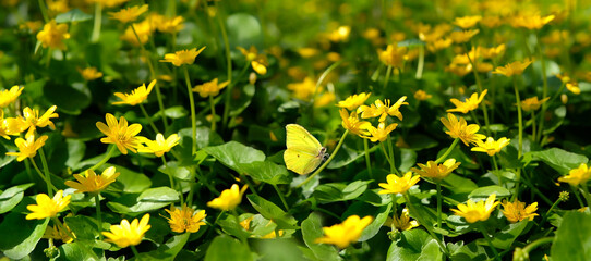 Wall Mural - spring nature background with blooming yellow flowers of marigold (caltha palustris) and yellow butterfly. Beautiful dreamy image of nature. Common Brimstone Butterfly (Gonepteryx rhamni)