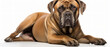 adult italian mastiff in front of white background ..