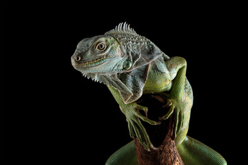 Wall Mural - Colombian green iguana isolated on black	
