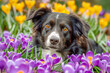 A Border Collie lies among vibrant purple and yellow crocuses, gazing into the camera. The contrast of the dog's glossy fur against the soft floral backdrop creates a charming springtime scene.