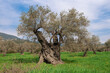 Ancient olive tree on a green meadow