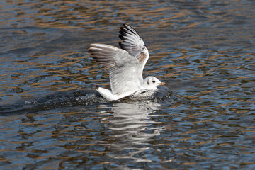 Wall Mural - A young black-headed gull (Larus ridibundus) lands on the water.