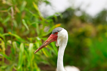 Sticker - The wattled crane (Grus carunculata), species of crane of eastern and southern Africa