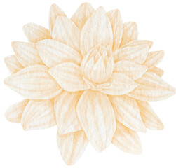 Wall Mural - White dahlia flower watercolor style for Decorative Element