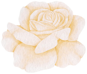 Wall Mural - White rose flower watercolor style for Decorative Element