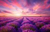 Fototapeta Kwiaty - Beautiful lavender field at sunset with a colorful sky, in the United Kingdom, purple flowers in rows, summer landscape.