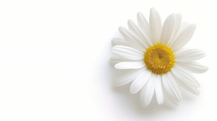 Common daisy blossom isolated on transparent background