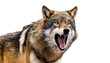 Aggressive wolf on a white background.