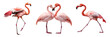 Collection of flamingoes isolated on transparent or white background