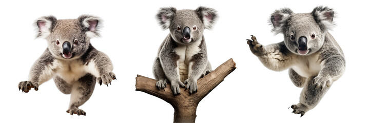 Collection of Funny Koala isolated on transparent or white background