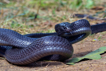 Wall Mural - Big black boiga snake attack aggressively