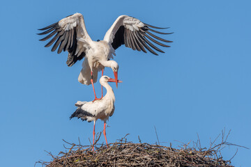 Mating white storks in courtship display (ciconia ciconia) on their nest in spring