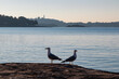 Two wild seagulls with distant silhouette view of coastal town Vrsar during sunrise, Istria, Croatia. Calm sea surface reflects vibrant colors of sky. Tranquil morning at Adriatic Mediterranean Sea