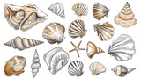 Fototapeta Młodzieżowe - Collection of different hand-drawn shells on a transparent background, Generative AI.