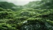 Close up shot of green grass, perfect for nature backgrounds