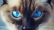 Portrait of a siamese cat with blue eyes