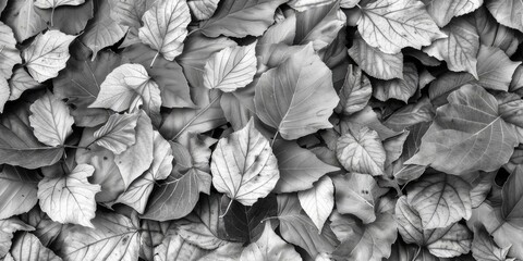 Poster - Black and white image of a cluster of leaves, suitable for various design projects