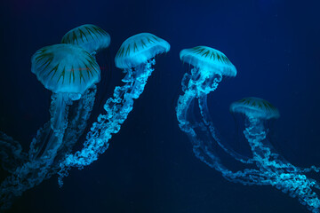 Sticker - Group of Jellifish South american sea nettle, Chrysaora plocamia swimming in dark water of aquarium tank with blue neon light. Aquatic organism, animal, undersea life, biodiversity