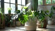 Two potted plants on wooden floor, suitable for interior design projects