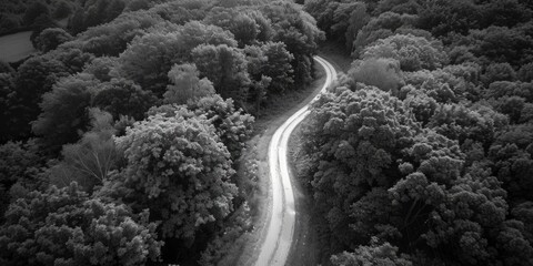 Poster - A scenic black and white photo of a road surrounded by trees. Perfect for nature lovers and travel enthusiasts