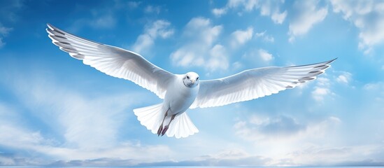 Canvas Print - A majestic white seabird soars through the sky, its wings outstretched as it glides gracefully over the sparkling waters below