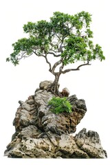 Aufkleber - A small tree growing on top of a rock. Suitable for nature and environmental concepts
