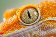 Mesmerizing gecko gaze