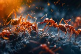 Fototapeta  - an epic battle between two ant colonies 