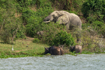 Wall Mural - African elephant