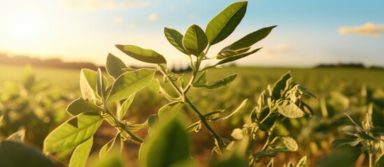 Canvas Print - A close up image of a terrestrial plant in a field, with sunlight shining through its leaves, creating a stunning natural landscape with a sky full of clouds